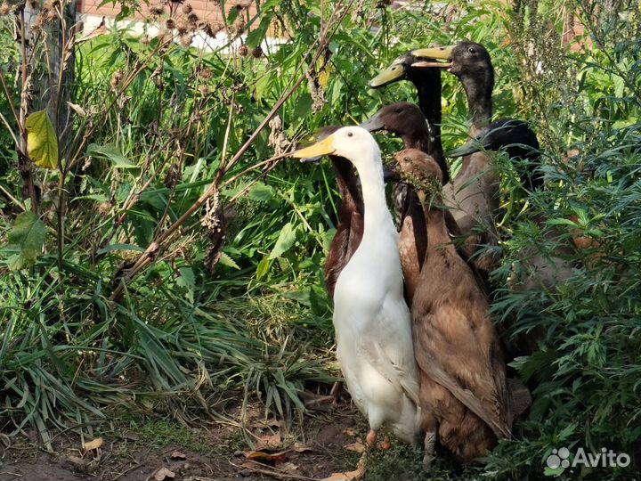 Утки индийский бегунок