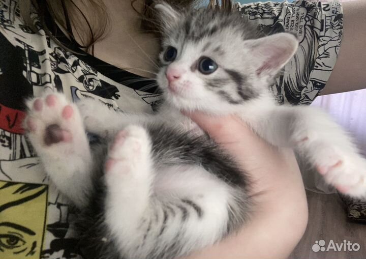 Отдам кошечку в добрые руки бесплатно