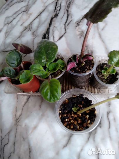 Сортовые фиалки цветущие и детки