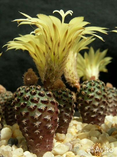 Маммиллярия (далихотелле) лонгимамма