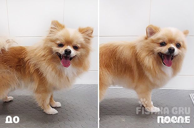 Груминг в Приморском районе СПб. Экспресс-линька