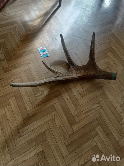 Продам рога лося