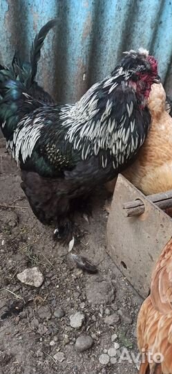 Петух брама