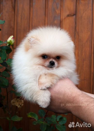 Кнопочка-померанец