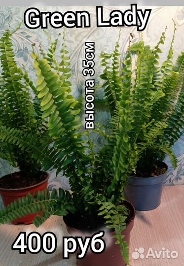 Папоротник нефролепис