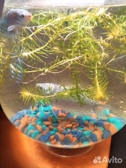 Аквариум бокал