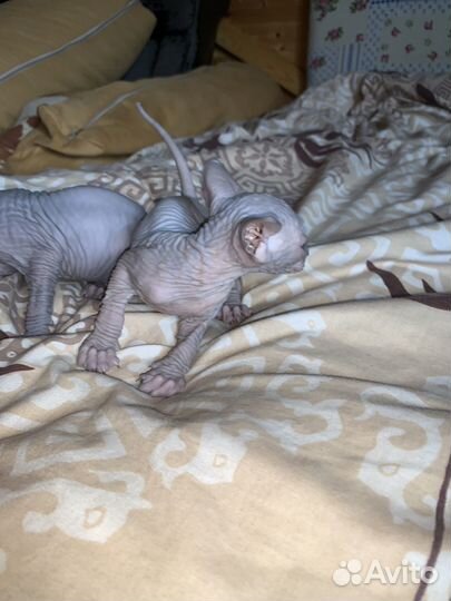 Донской сфинкс котята