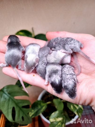 Декоративные мыши