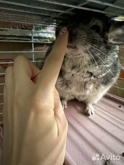 Шиншилы,сирийские хомяки, джунгарские,белки дегу