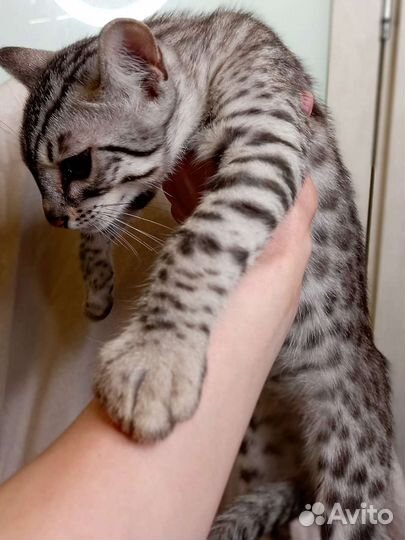 Уникальный бенгал. серебро Ф2