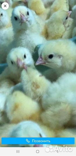 Гусята, утята, индюшата