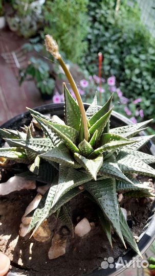 Хавортиопсис