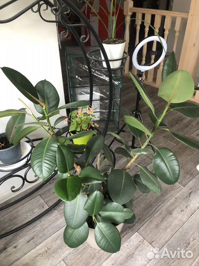 Фикус каучуконосный