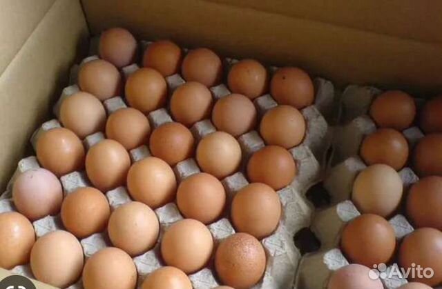 Инкубационное яйцо бройлера кобб 700