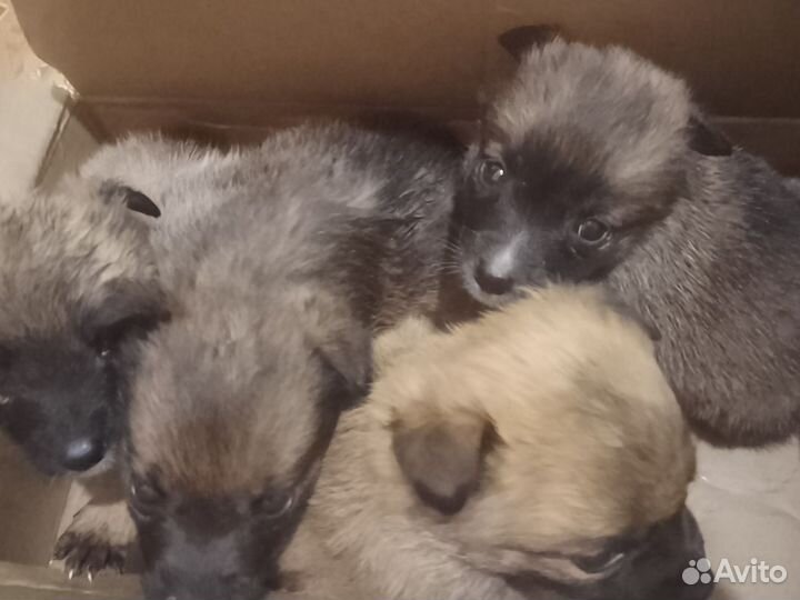 Щенки