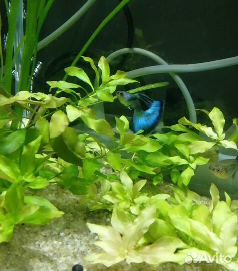 Гуппи малахит чистая линия-пара