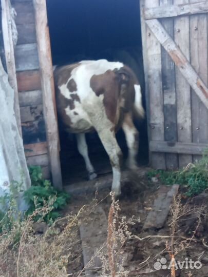 Продам корова стельная