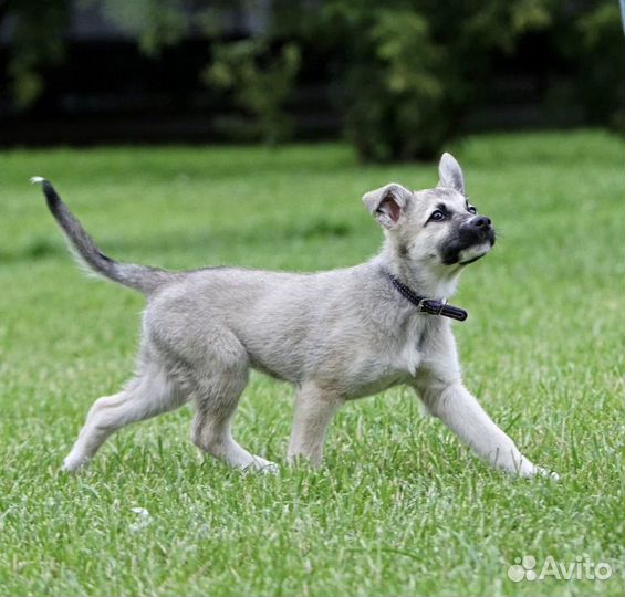 Щенок в добрые руки