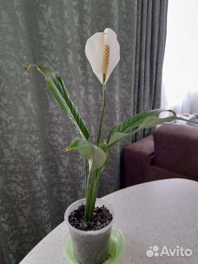 Комнатные растения