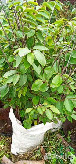 Саженцы плодово-ягодных