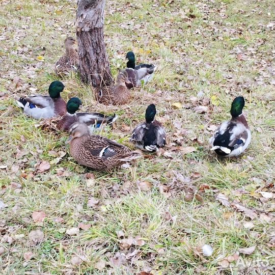 Дикие подсадные утки