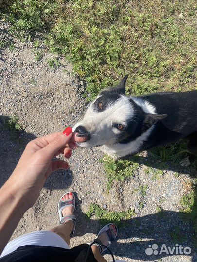 Догситтер выгул собак