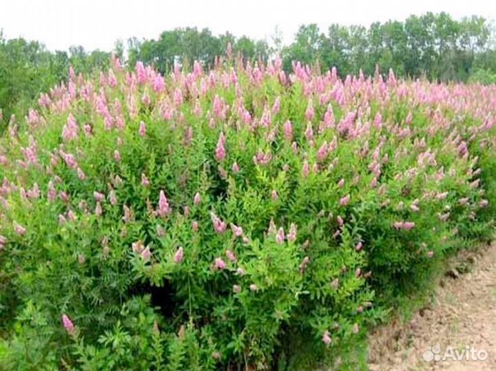 Спирея Билларда