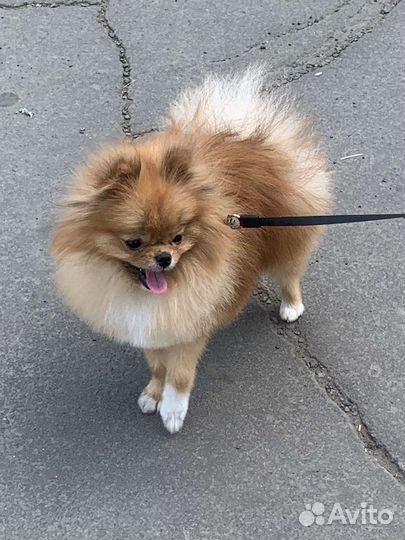 Вязка Шпиц мини мальчик