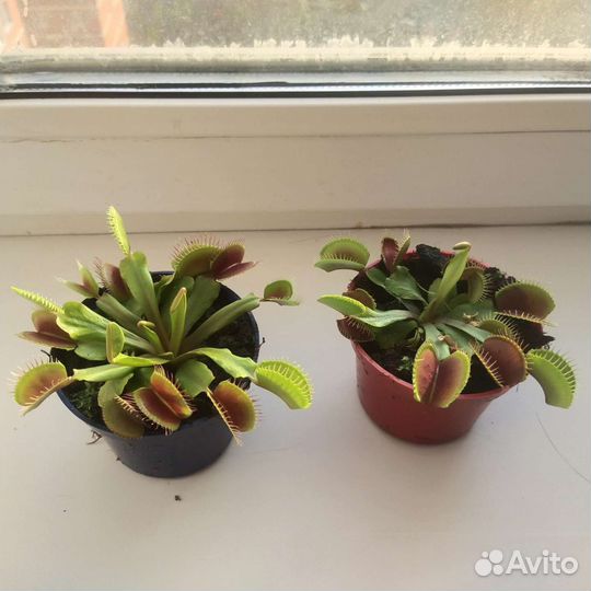 Венерина мухоловка дионея