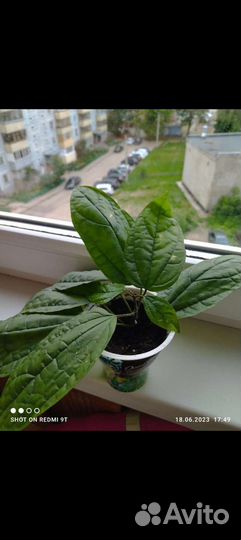 Клеродендрум Томпсон