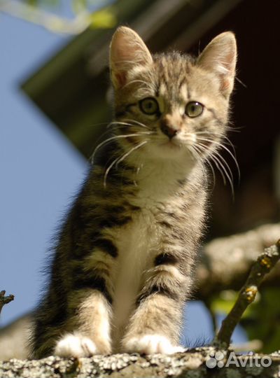 Котенок девочка 2,5 мес