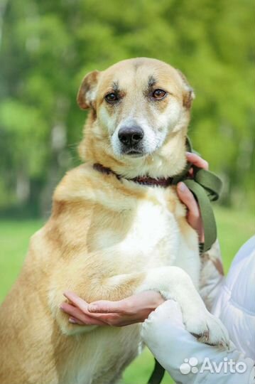 Собаке из приюта очень нужен рядом человек