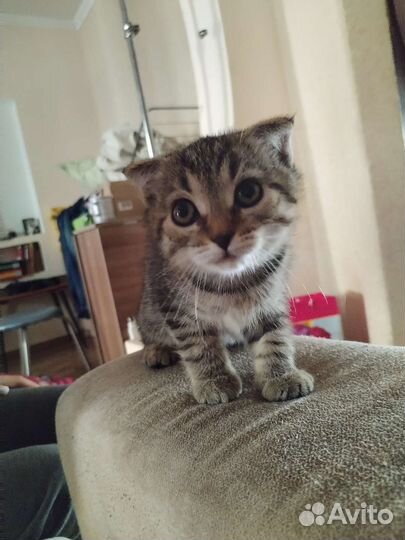 Кошки в добрые руки бесплатно