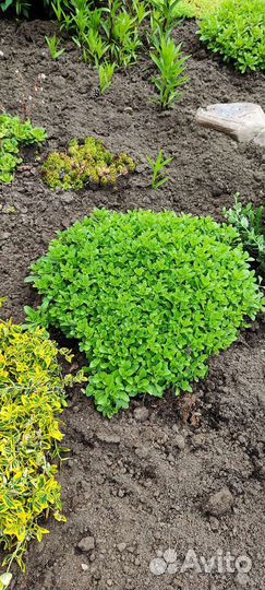 Почвопокровные растения