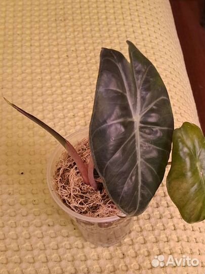 Алоказия розовый дракон