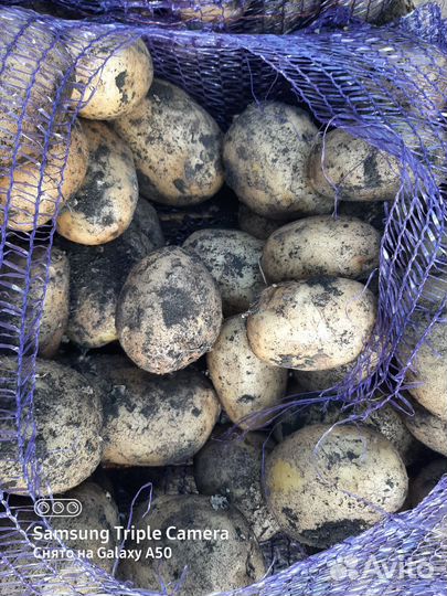 Продам картофель