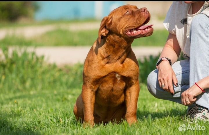 Щенок Бордосик