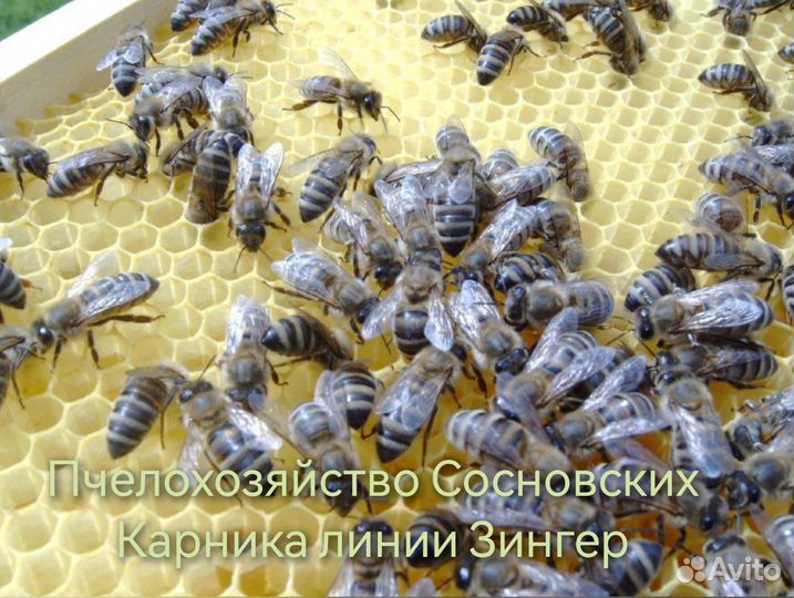 Пчелопакеты Карника, Бакфаст 2025