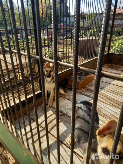 Щенки восточноевропейской овчарки