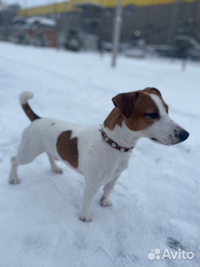 Джек Рассел терьер.Вязка.Кобель