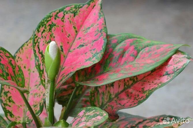 Аглаонема, Калатея, Фикус, Строманта и прочие