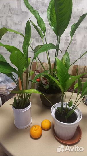 Спацифиллум,женское счастье