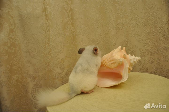 Шиншилла. Ручные малыши 3 месяца. Белый фиолет