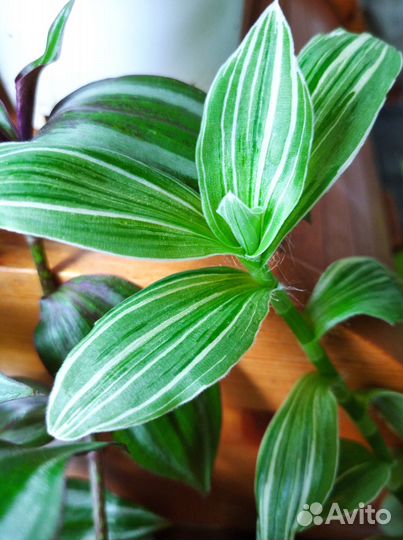 Традисканция 