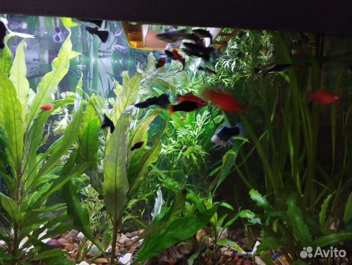 Аквариум