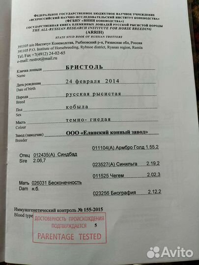 Кобыла русской рысистой породы