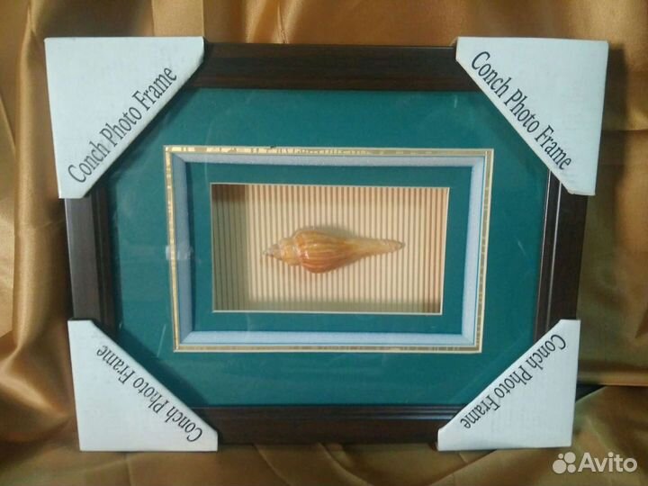 Морские ракушки в рамке