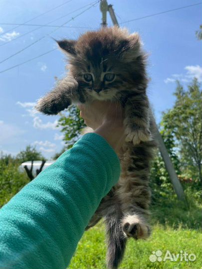 Котята в хорошие руки