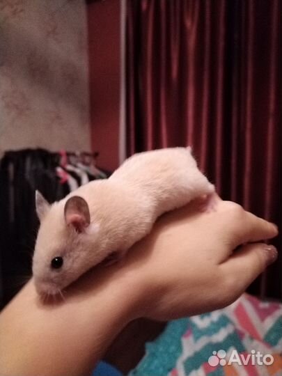 Хомяк ручной