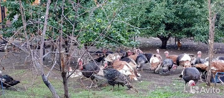 Продам индюков